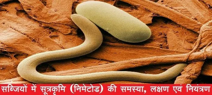 सब्जियों में सूत्रकृमि