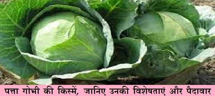 पत्ता गोभी की किस्में