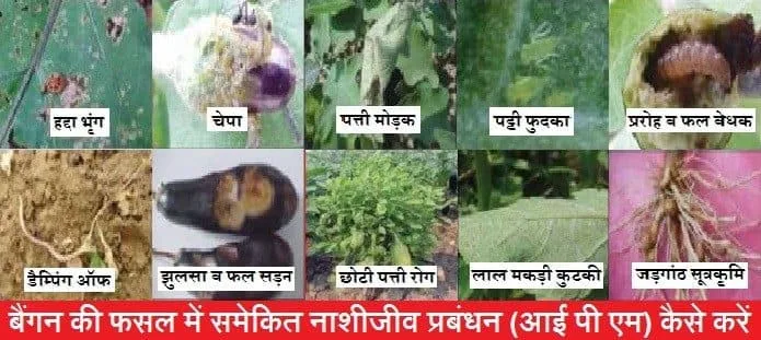 बैंगन की फसल में समेकित नाशीजीव प्रबंधन (आईपीएम) कैसे करें