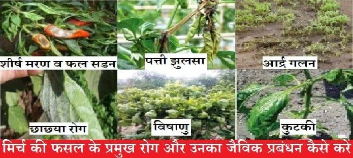 मिर्च की फसल के प्रमुख रोग और उनका जैविक प्रबंधन कैसे करें