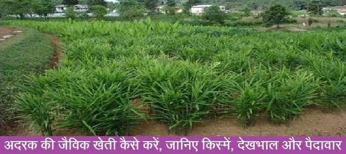अदरक की जैविक खेती