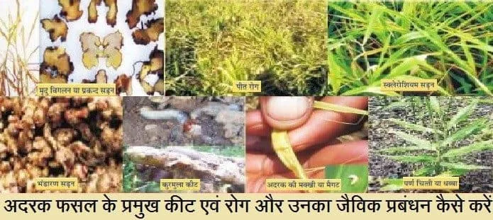 अदरक फसल के कीट एवं रोग और उनका जैविक प्रबंधन कैसे करें