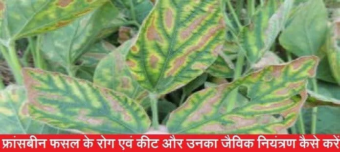 फ्रांसबीन फसल के रोग एवं कीट और उनका जैविक नियंत्रण कैसे करें