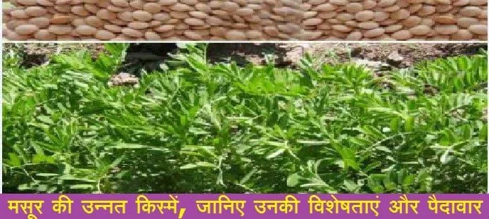 मसूर की उन्नत किस्में