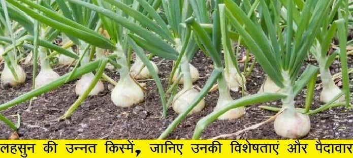 लहसुन की उन्नत किस्में