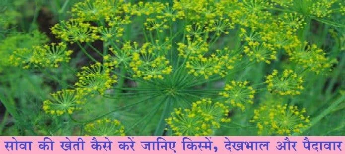 सोवा की खेती