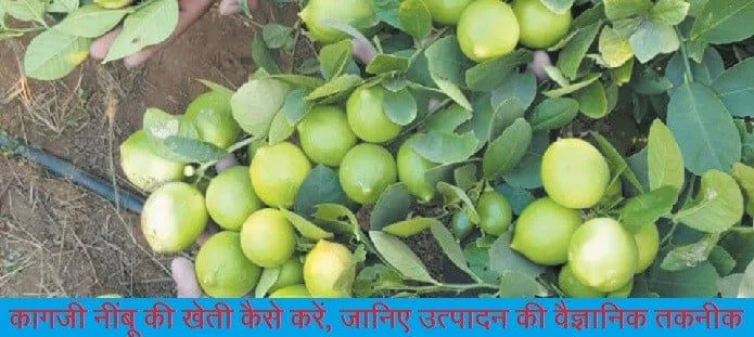 कागजी नींबू की खेती