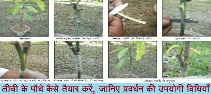 लीची के पौधे कैसे तैयार करें?