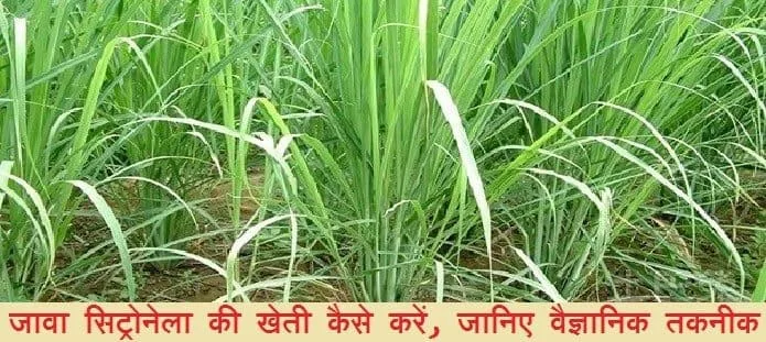 जावा सिट्रोनेला की खेती