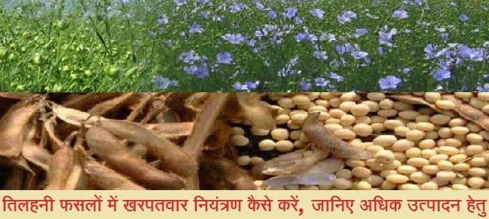 तिलहनी फसलों में खरपतवार नियंत्रण कैसे करें