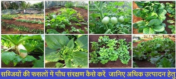 सब्जियों की फसलों में पौध संरक्षण कैसे करें