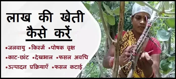 लाख की खेती