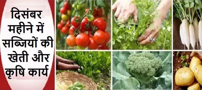दिसंबर महीने में सब्जियों की खेती और कृषि कार्य