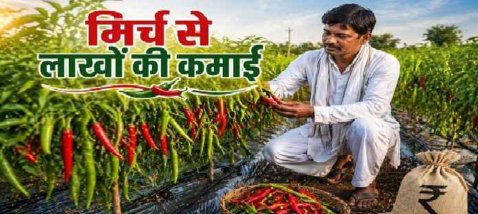 हाइब्रिड मिर्च की खेती में हरे-भरे पौधों पर लगी लाल और हरी मिर्च की उन्नत फसल