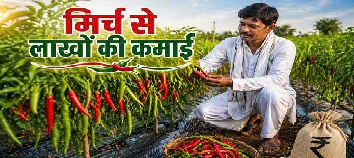 हाइब्रिड मिर्च की खेती में हरे-भरे पौधों पर लगी लाल और हरी मिर्च की उन्नत फसल