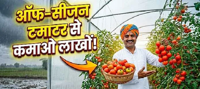 ऑफ-सीजन टमाटर की खेती करते किसान पॉलीहाउस में उगाई गई लाल टमाटर की फसल