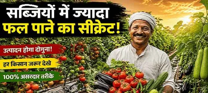 सब्जियों की खेती में किसान टमाटर, मिर्च और खीरे के पौधों में ज्यादा फल उत्पादन प्राप्त करते हुए